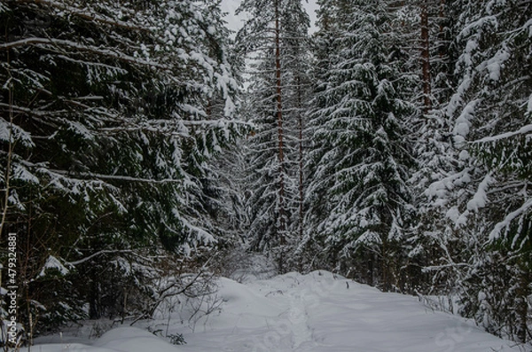 Fototapeta snow covered trees