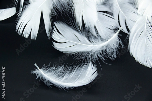 Fototapeta A white feathers isolated on a black background