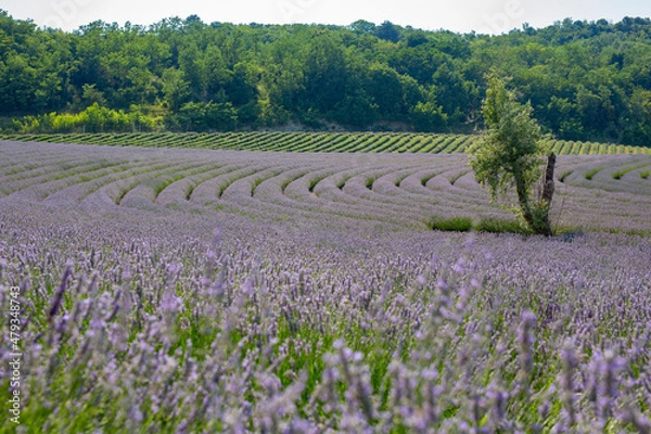 Fototapeta Purple blooming lavender field at summer. Lavender rows with a lonely tree on the field