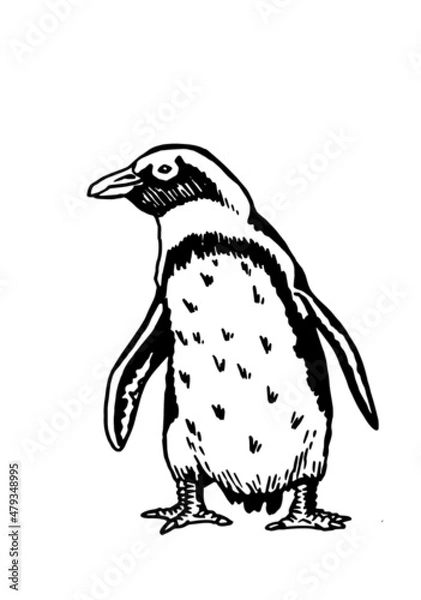 Fototapeta Graphical vector penguin on white isolated , bird of Antarctica and the south coast of Africa