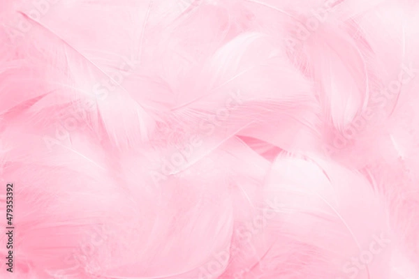 Fototapeta Beautiful Soft Pink Feathers Texture Background