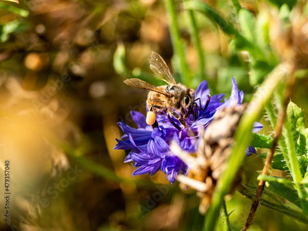 Obraz Bee eating breakfast