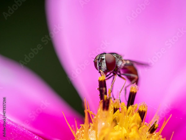 Obraz Fly feasting on nectar