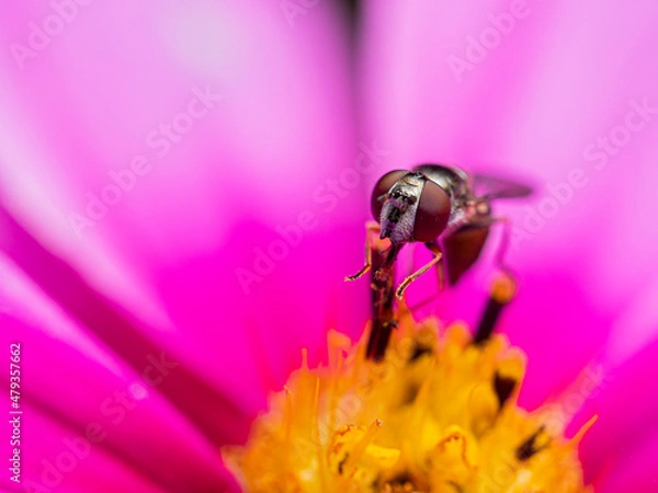 Obraz Fly feasting on nectar