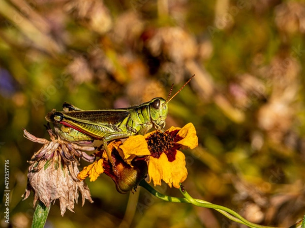 Obraz Grasshopper on a dead flower
