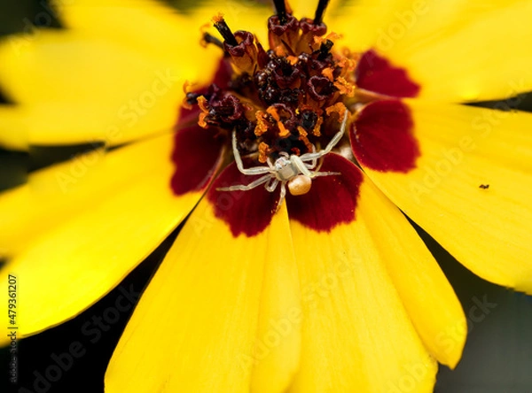 Obraz Crab spider on a flower