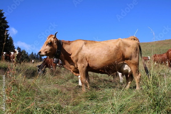 Obraz Vaches dans les Alpes