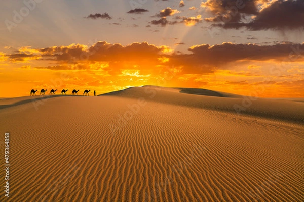 Fototapeta Camel caravan in the desert on a sand dune at sunset