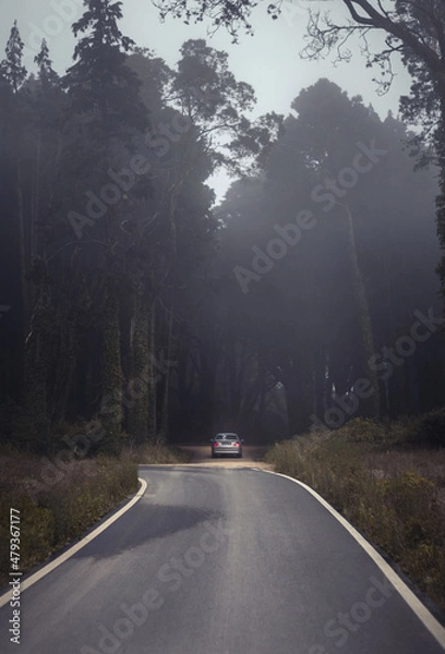 Obraz road in the forest