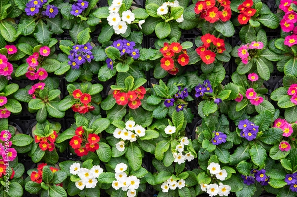 Obraz 早春の草花