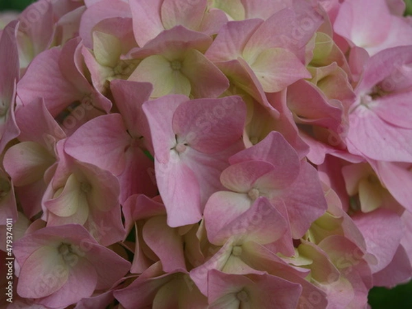 Fototapeta OLYMPUS DIGITAL CAMERA