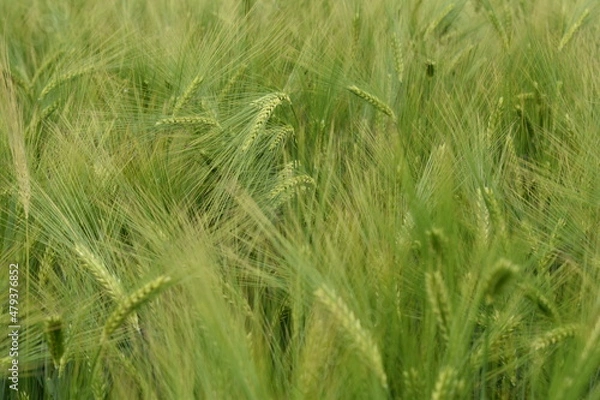 Obraz Oat grain