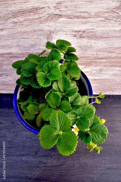Obraz strawberry bush in a vase