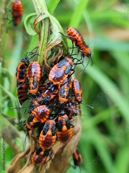 Fototapeta Gruppe Feuerwanzen (Pyrrhocoris apterus) beim Sonnenbaden