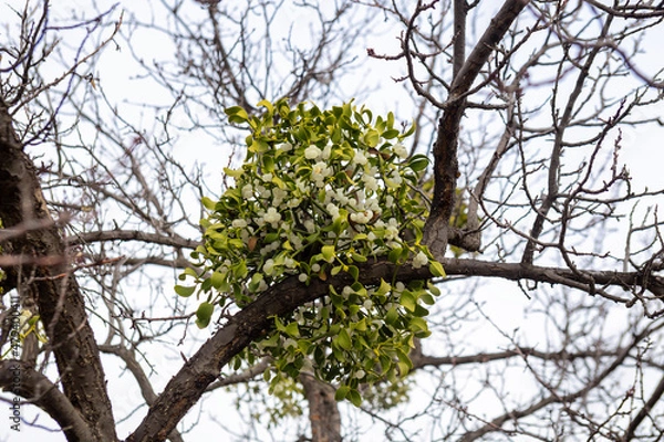 Fototapeta Mistletoe bush