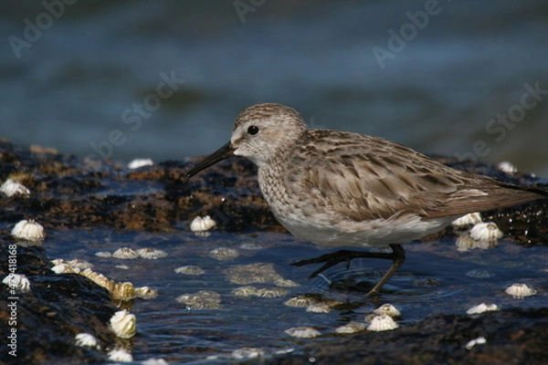 Obraz Bécasseau de Baird, Calidris bairdii - 2008 11 13 205012 Argentine - Puerto Deseado - 882