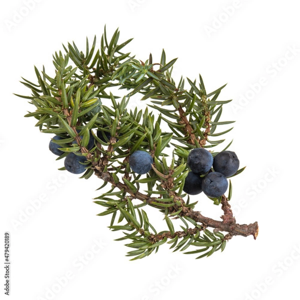 Fototapeta twig with blue juniper berries isolated on white