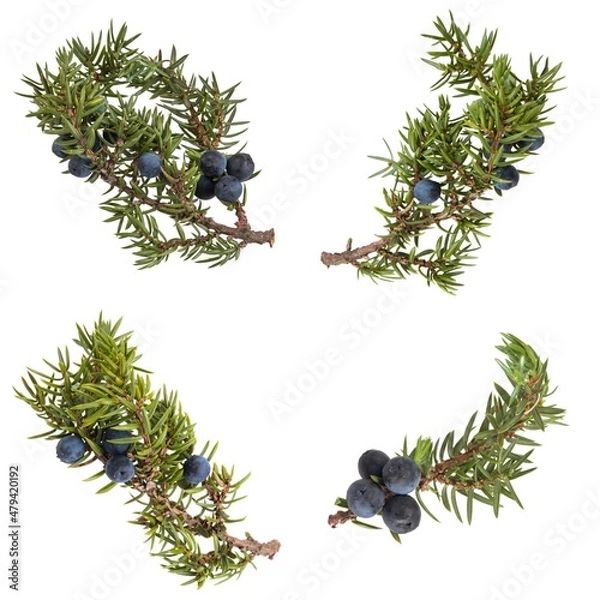 Fototapeta set of twigs with blue juniper berries isolated on white
