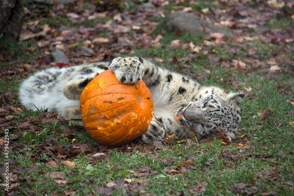 Obraz Snow leopard playing with a pumpkin