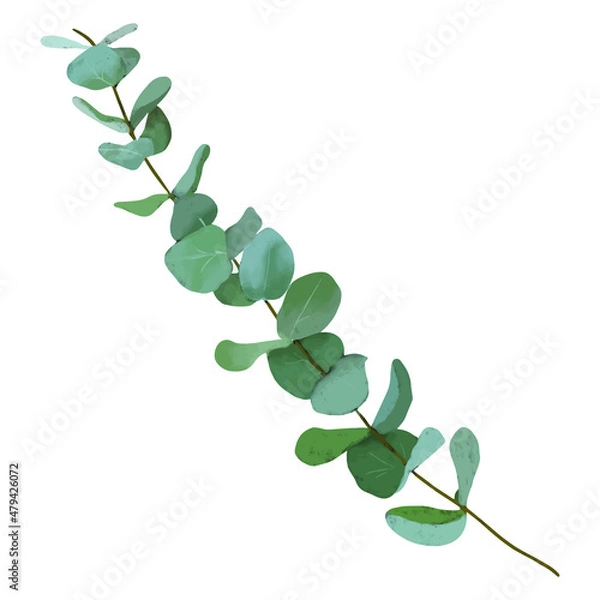 Obraz silver dollar eucalyptus branch and leaves isolated on white background. modern vector digital art for invitations, gift cards, banners, social media, stories highlights, posts, sticker design, print