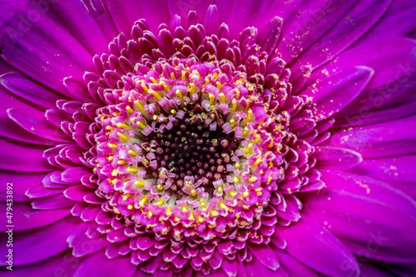 Fototapeta macro, red chrysanthemum  in full bloom