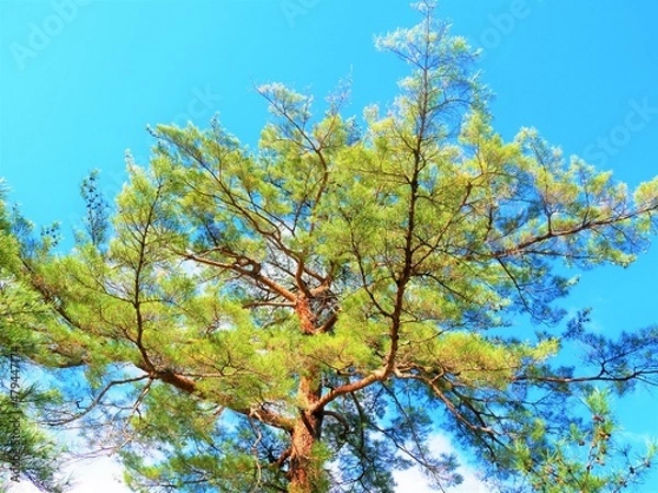 Fototapeta pine tree