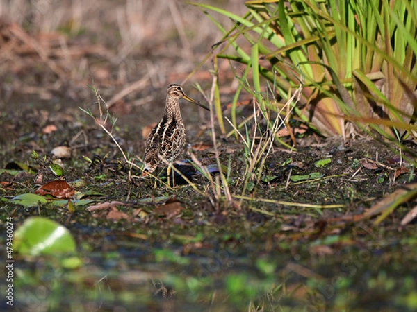 Obraz Latham's Snipe looking for food on the edge of a lake in Queensland, Australia. ( Gallinago hardwickii )