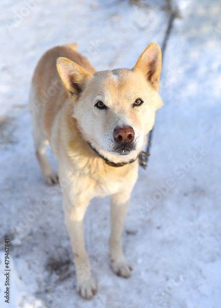 Fototapeta Young  chained mixed breed dog attentively looking in the camera, standing on snow in winter