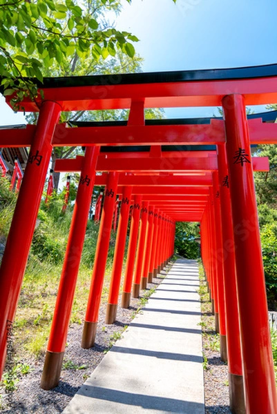Fototapeta 鳥居