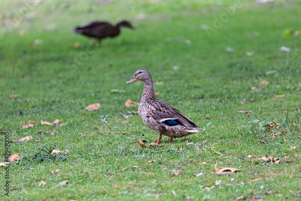 Fototapeta Duck walking on the grass in park