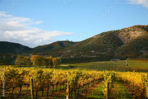 Obraz Vineyard in Autumn