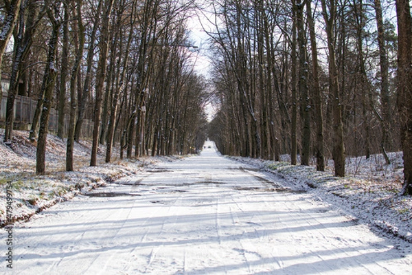 Obraz path in winter forest
