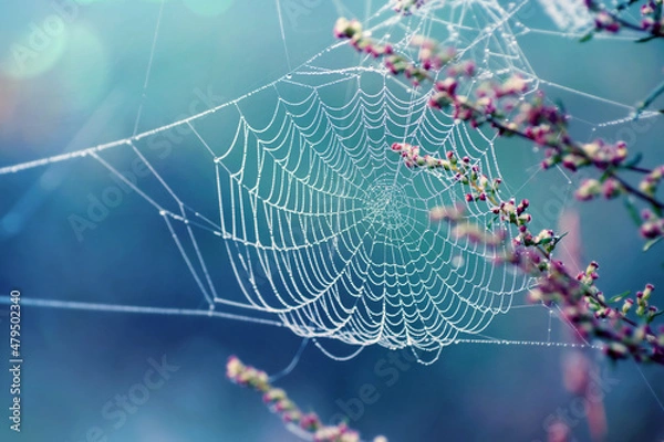 Obraz Morning scene with spider webs on field flowers. Cobweb glows in the light of the rising sun.