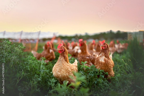 Obraz happy free range chicken in the meadow