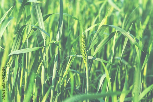Fototapeta Green wheat field and sunny day. Wheat ears close up. Beautiful natural landscape. Rural landscapes in spring or summer. Future rich harvest concept.