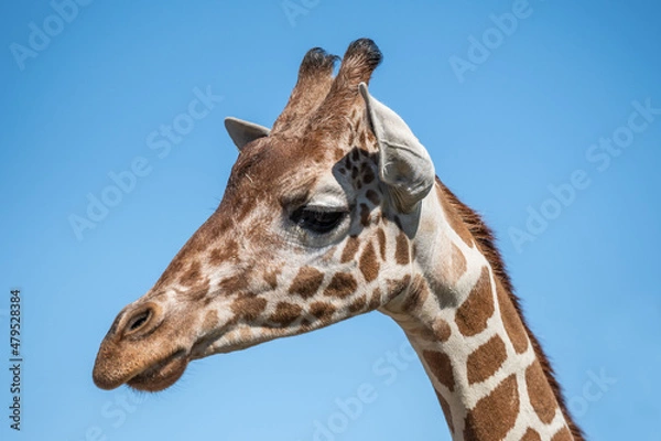 Fototapeta A long slender giraffe in Hemker Park Zoo, Minnesota