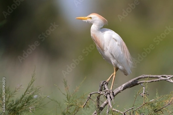 Fototapeta Airone guardabuoi