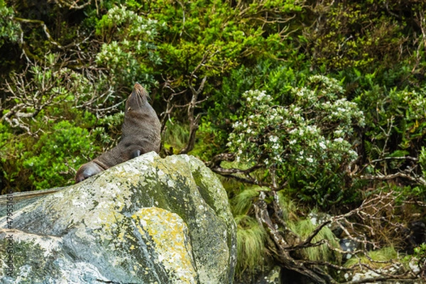 Fototapeta ニュージーランド　雨のフィヨルドランド国立公園のクルーズ船から見えるミルフォードサウンドの岩の上にいるアザラシ