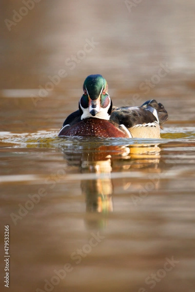 Fototapeta duck in water