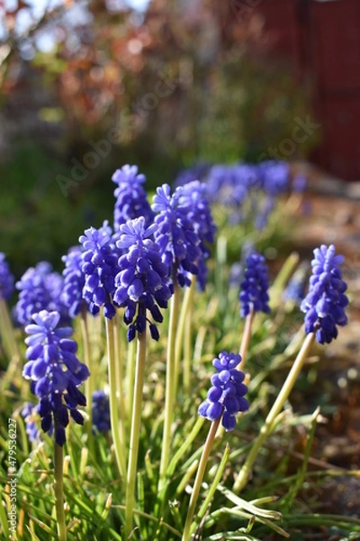 Fototapeta Spring flowers