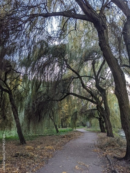 Obraz path in the park