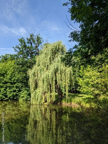Obraz lake in the park