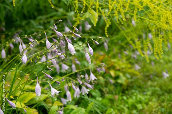 Obraz Beautiful blooming hosta in the shady garden.