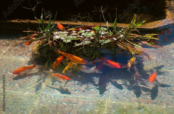 Obraz peces en el estanque 2