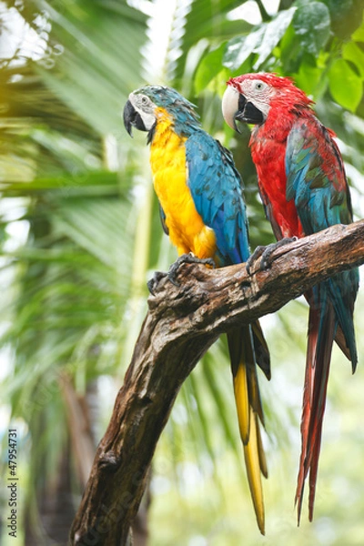 Fototapeta macaws