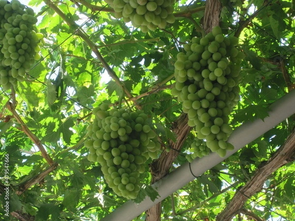 Fototapeta Green grape