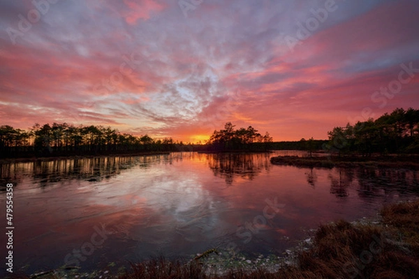 Obraz frozen swamp lake in autumn sunset  colorful sky covered with ice and grass in foreground and pine trees