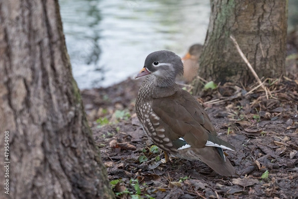 Obraz Mandarinduck wife