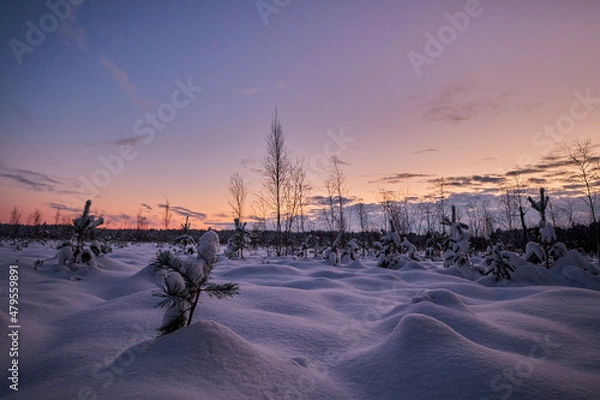 Obraz sunset in cold winter morning in swamp with snow and pine trees
