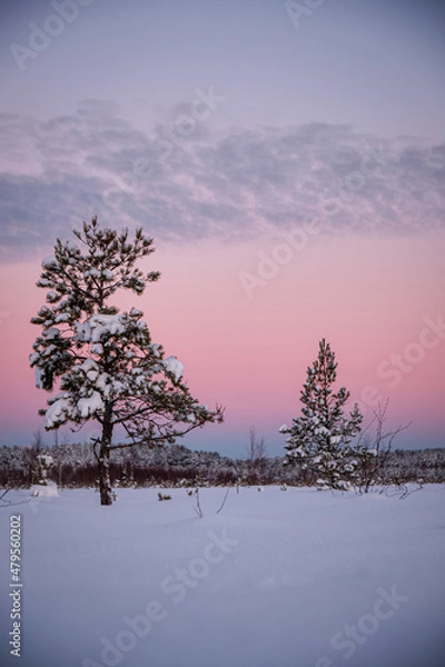 Fototapeta sunset in cold winter morning in swamp with snow and pine trees